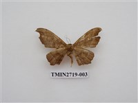 藏品(尺蛾270)的圖片